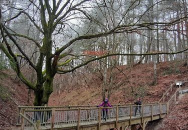 Excursión Senderismo Laines-aux-Bois - entre Laines aux Bois et le site de Montaigu - Photo