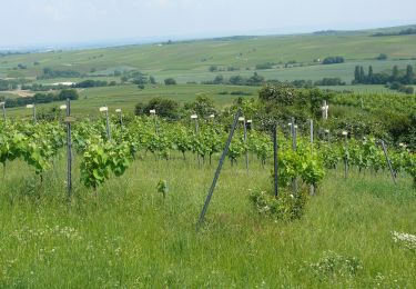 Trail On foot Gau-Bischofsheim - Panoramaweg - Photo