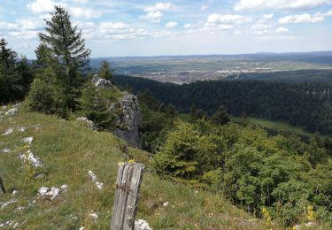 Trail Walking Pontarlier - le grand taureau - Photo