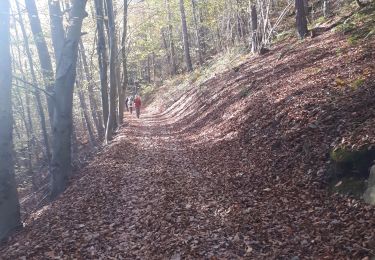 Tocht Noords wandelen Sprimont - Banneux-20-11-2022 - Photo