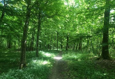 Trail Walking Musson - Tour de la forêt des Monts. - Photo