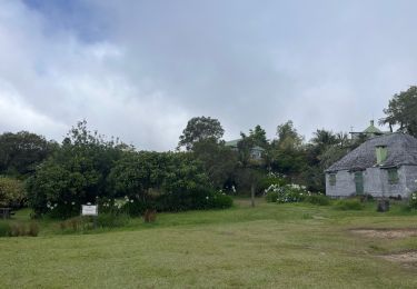 Tocht Stappen Salazie - Hellbourg vers gîte Belouve  - Photo