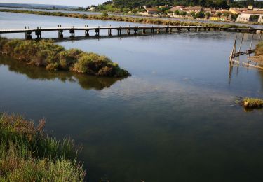 Tour Wandern Peyriac-de-Mer - Peyriac et le tour de l'étang  - Photo