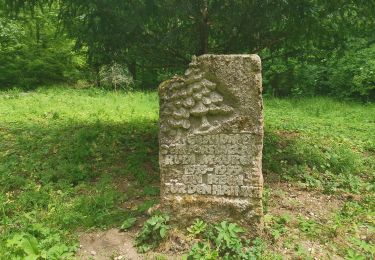 Excursión A pie Berka vor dem Hainich - Wanderweg Sulzrieden - Photo