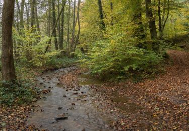 Randonnée A pied Geisenheim - Geisenheimer Rundweg F - Photo