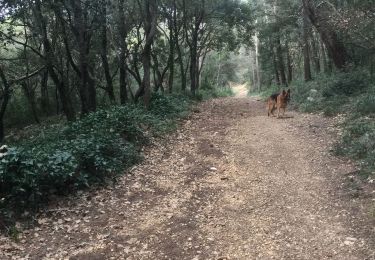 Tour Wandern Vence - La sine vence 06 18/02/2019 - Photo