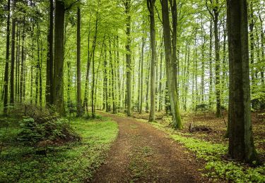 Tocht Te voet Verneil-le-Chétif - Verneil le Chétif 72 2 - Photo