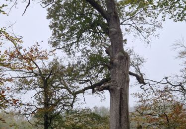 Percorso Marcia Saint-Bonnet-Tronçais - les arbres remarquables - Photo