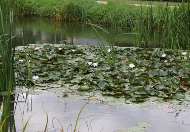 Tocht Te voet Schwarzenbruck - Burgthann 9 - Photo