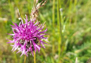 Tocht Stappen Algrange - orchis - Photo