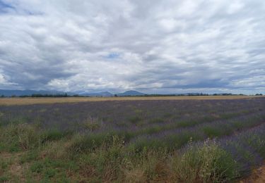 Percorso Marcia Valensole - Valensole 23.6.24 - Photo