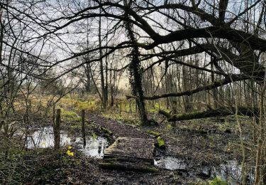 Randonnée Marche Wellen - La réserve naturelle Broekbeemd à Wellen - Photo