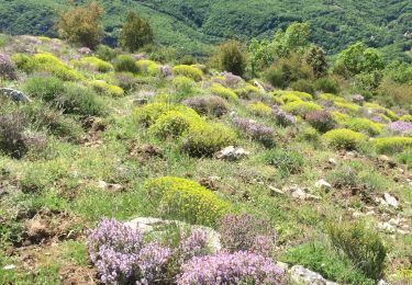 Trail Walking Courmes - Brama fan St Barnabé Bramafan - Photo