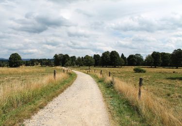 Trail On foot Borová Lada - CZ-Trauermantel · Babočka osiková - Photo