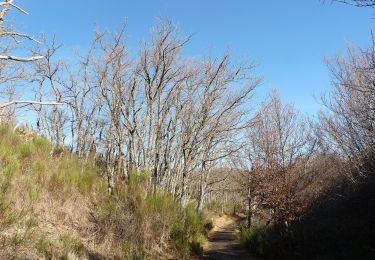 Trail On foot Cantalojas - Senda del Robledal - Photo