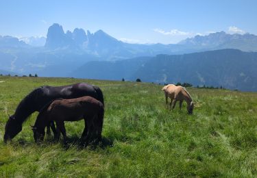 Percorso Marcia Ortisei - Raschötz Alm - Photo