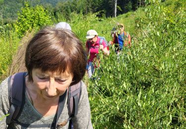 Trail Walking Le Tholy - cascades tendon - Photo