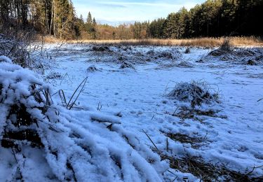 Tour Zu Fuß Iffeldorf - Osterseen-Wanderweg 8 - Photo