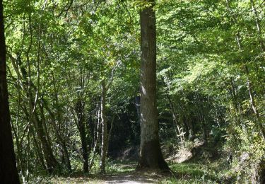 Trail Nordic walking Lisle-sur-Tarn - Sentier de Sivens - Photo