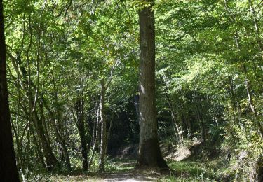 Excursión Marcha nórdica Lisle-sur-Tarn - Sentier de Sivens - Photo