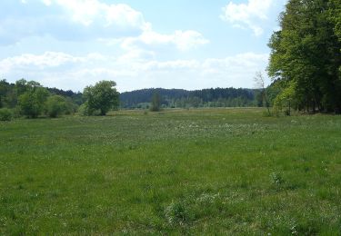 Percorso A piedi Alfdorf - Alfdorfer Wanderweg Nr.11 - Photo