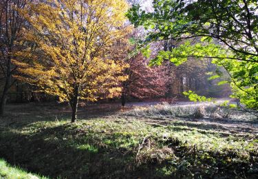 Tour Wandern Esneux - Es eux rond de chêne  - Photo