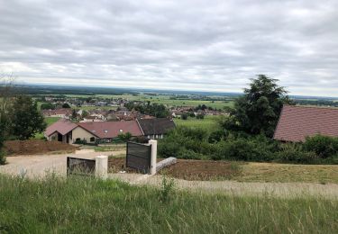 Randonnée Marche Morey-Saint-Denis - Circuit des grands crus - Photo