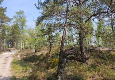 Trail Walking Fontainebleau - A la recherche de la princesse Marie - Photo