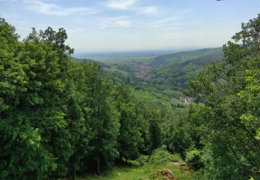 Randonnée Marche Mittelbergheim - Mittelbergheim  - Photo