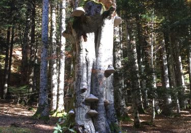 Tocht Stappen Orcival - Tour roches tuilières - Photo