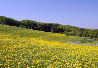 Percorso A piedi Abtsteinach - Rundwanderweg Abtsteinach 10: Leonhardsberg-Weg - Photo