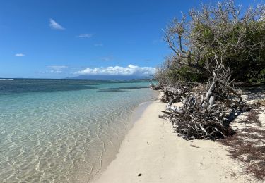 Tour Wandern Sainte-Anne - Plage de bois Jolan - Photo