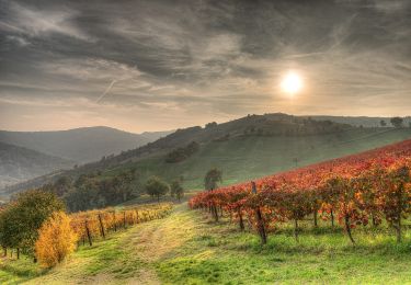 Excursión A pie Vezzano sul Crostolo - Salvarano - Cerro - Bedogno - Bercemme - Montebello - Salvarano - Photo