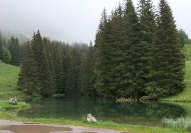 Trail Walking Vacheresse - Ubine Mousse Bise - Photo