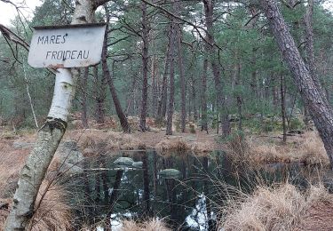 Percorso A piedi Fontainebleau - Cassepot Partiel - Photo