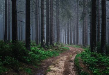 Tour Zu Fuß Hilchenbach - Sonnenhang Rundweg A1 - Photo