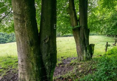 Excursión A pie Horn-Bad Meinberg - Rundwanderweg A4 [Bauernkamp] - Photo