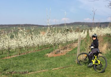 Trail Mountain bike Schliengen - Vallée des cerisiers à Obereggenen - Photo