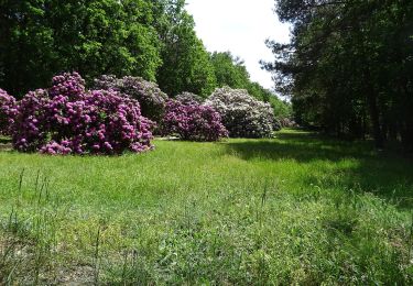 Trail On foot Neukirch - Turmpfad zum Haselberg - Photo