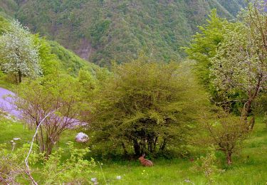 Tour Zu Fuß Santa Margherita di Staffora - Tartago - Belnome - Pizzonero - Suzzi - Bogli - Artana - Pej - Percorso 101 - Photo