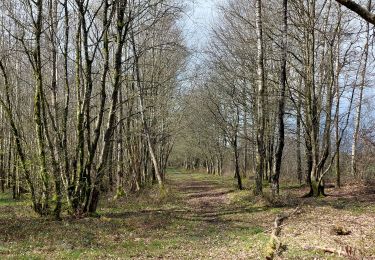 Randonnée Marche Chimay - Fagnes de Chimay 2024-03-23 - Photo