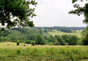 Tocht Stappen Vielsalm - La nature en questions   - Photo