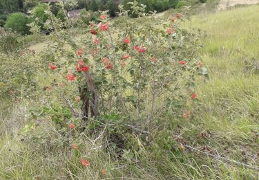 Tocht Stappen Giverny - Giverny : les coteaux vers le Vexin 13 km - Photo