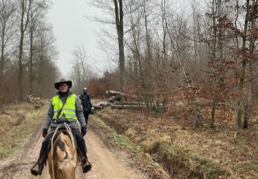 Percorso Equitazione Métairies-Saint-Quirin - Elodie kalio joyeux Tivio  - Photo