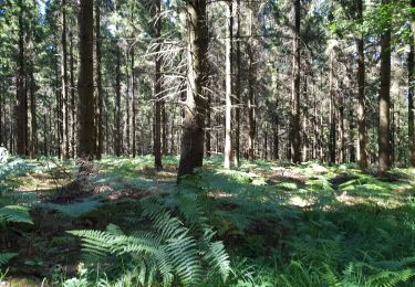 Trail Walking Bagnoles-de-l'Orne-Normandie - Bagnols  - Photo