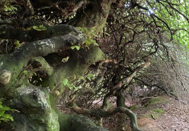 Tour Wandern Verzy - Autour des Faux - Photo