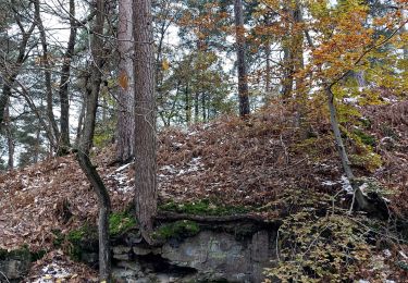 Tocht Stappen Fontainebleau - Guay - Photo