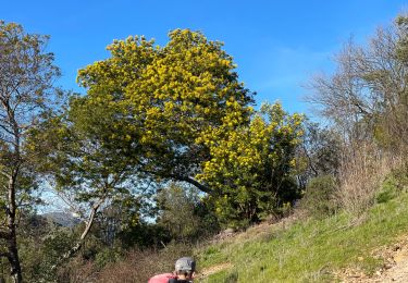 Trail Walking Mandelieu-la-Napoule - St Jean de Cannes - Photo