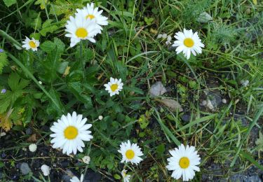 Percorso Camminata nordica Arbaz - Anzère par les Evouettes  - Photo