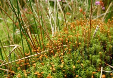 Trail On foot  - Westmuir Loop - Photo